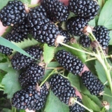 Blackberry black butte (crni beat): opis sorte, zimska otpornost, njega, obrezivanje